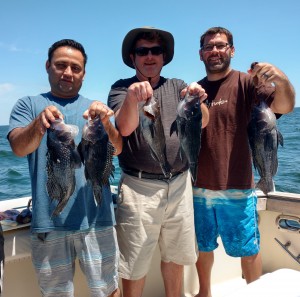 Blue Chip Half day Sea Bass Fishing