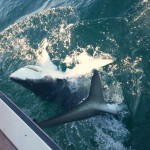 NJ shark fishing