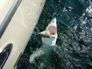 Mako Shark fishing Point Pleasant NJ 