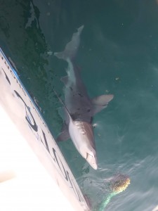 NJ Shark fishing on Blue Chip Charters