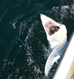 New Jersey Shark fishing