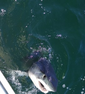 New Jersey Shark fishing