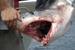 Shark fishing New Jersey with Blue Chip Sportfishing